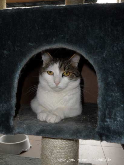 Kann man sagen, dass katzen von fruehling bis herbst kleine bekommen koennen oder gibt es bestimmte abschnitte? Tiervermittlung, Katzen, Babykatzen, Katzenbabys, Katze ...
