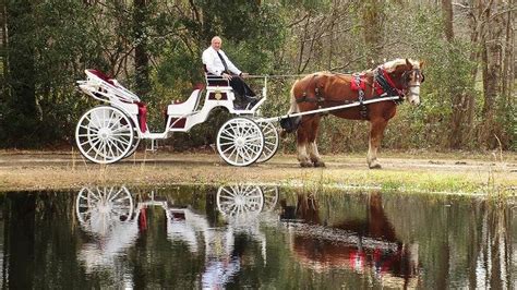 Couple Bringing Carriage Ride Business To Myrtle Beach Area Myrtle
