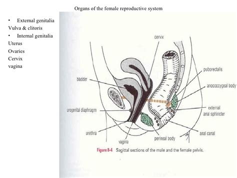 External organs and internal organs of the female reproductive system with structure, functions and diagram. Female Reproductive System