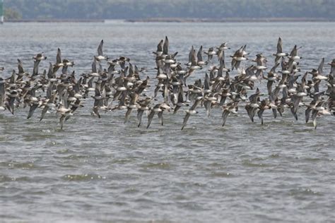Migratory Shorebirds Arrive In The Hunter Estuary Newcastle Weekly