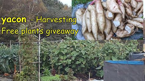 Yacon Free Giveaway Peruvian Ground Apple Harvest Time Youtube