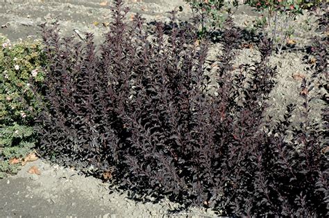 What kind of light does a ninebark tree need? Tiny Wine Ninebark (Physocarpus opulifolius 'SMPOTW') in ...