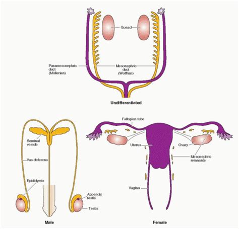 Normal And Abnormal Sexual Development Obgyn Key