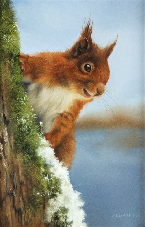 Carl Andrew Whitfield B1958 A Red Squirrel On A Tree Funny Squirrel