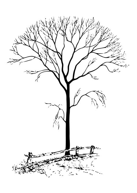 Bare Tree Coloring Pages Coloring Home