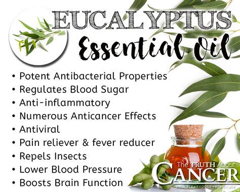 Eucalyptus oil is used to treat various scalp conditions or to encourage hair regrowth. The Powerful Protective Properties of Eucalyptus Essential Oil