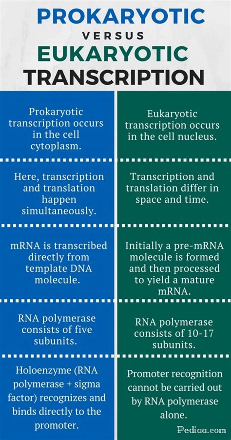 All living organisms can be sorted into one of two groups depending on. Difference Between Prokaryotic and Eukaryotic Transcription