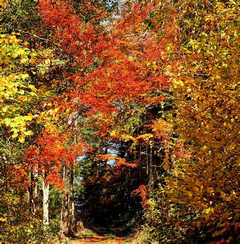 Forest Autumn Trees · Free Photo On Pixabay