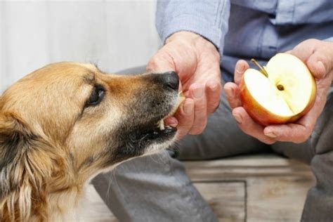 Estos Son Los Alimentos Que Puedes Darle A Tu Perro Sin Causarle Ningún