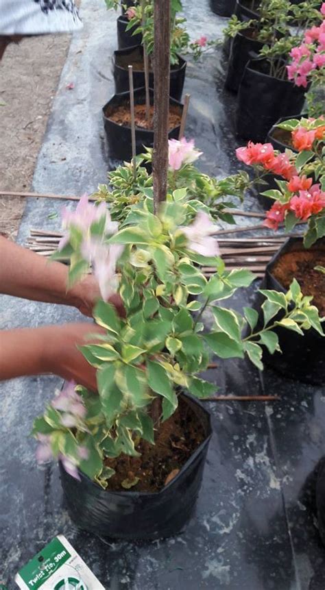 Apalagi bagian biji nya yang sering disebut dengan kuaci menjadi. Bunga Kertas Lebat Dan Merimbun, Ini Caranya. - News Kini