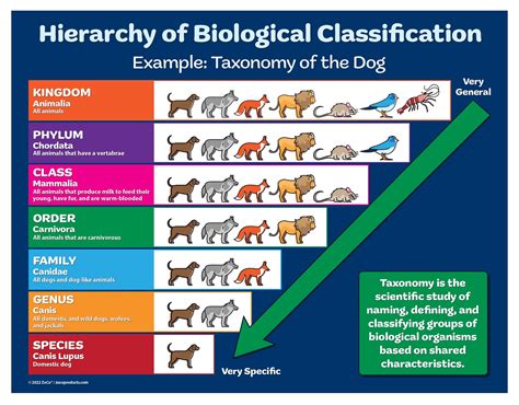 Hierarchy Of Biological Classification Taxonomy Poster X Laminated My