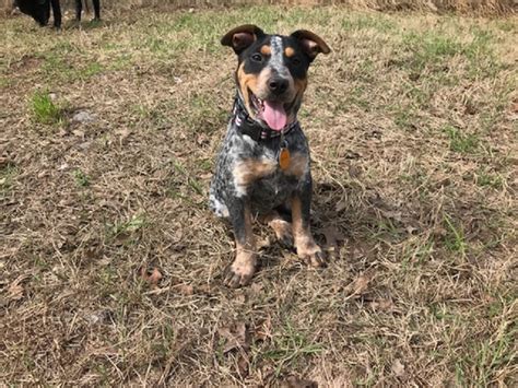 Best bil jac dog food in 2020. Annie Oakley - Available for Adoption in TX | Blue Dog Rescue