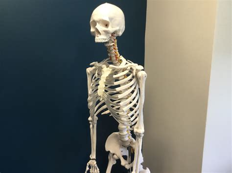 Shocked Skeleton Template Rmemetemplatesofficial