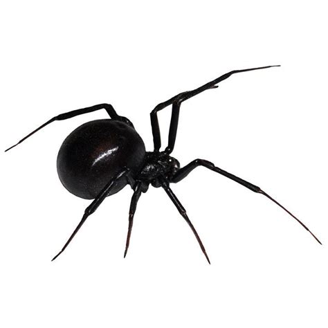 Black Widow Spider Decal Design 3 By Wilsongraphics On Etsy