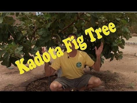 Figs (ficus carica, l.) have been a part of texas homesteads since the early development of the state. Kadota Fig Tree - YouTube
