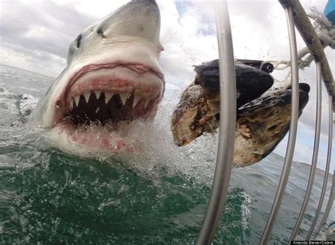 Amazing Shark Photobomb Is Enough To Convince You Great Whites Want To