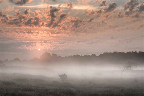 Highland Cow In Morning Mist Stan Schaap Photography