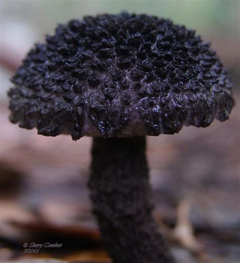 Wild Black Mushroom Photograph Wild Black Mushroom Fine Art Print