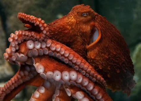 Beautiful Octopus Monstros Marinhos Criaturas Marinhas Polvos