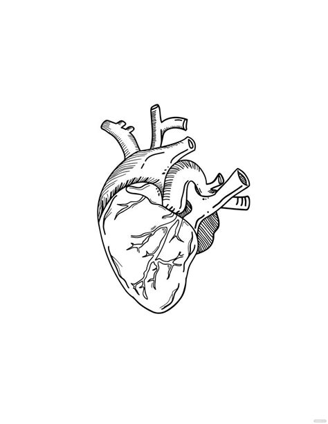 Human Heart Drawing Outline