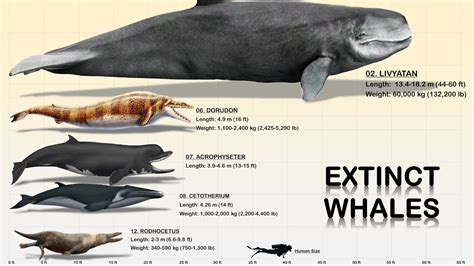 The 13 Giant Prehistoric Whales Youtube