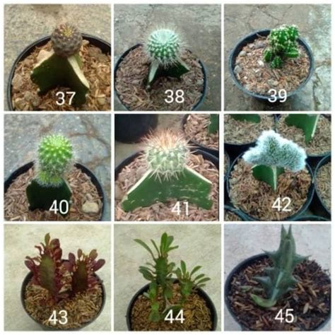 Jual kaktus mini warna warni - Kab. Bandung Barat - cactussucculent