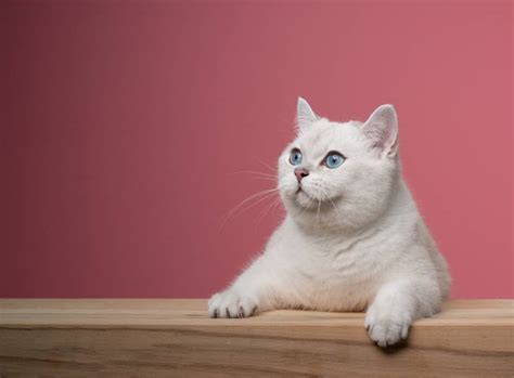 White British Shorthair Cat Facts Origin And History With Pictures