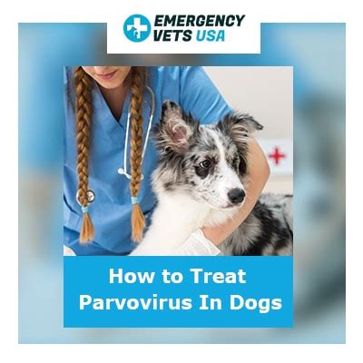 The parvo vaccine will protect my puppy. How to Treat Parvovirus In Dogs | Average Parvo Treatment ...
