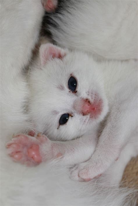 Free Images White Sweet Pet Kitten Nose Whiskers Skin