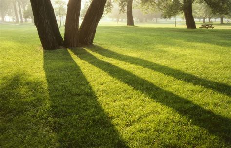 119 Landscape Morning Tree Shadows Photograph By Eric Copeman