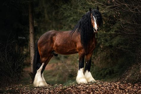 Shire Horse Hengst Farleyshire Pride Deckhengst Gefriersperma