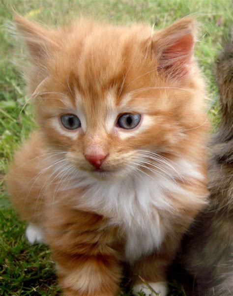 Pets For Homes Kittens Essex Spetw