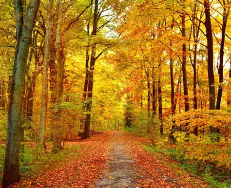 Fall Foliage Forecast for Southwest Ohio · 365 CINCINNATI