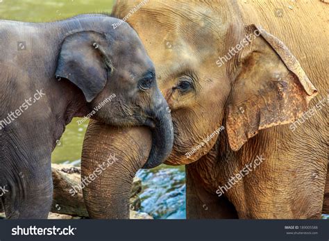 Cuddling Elephant Baby Elephant Stock Photo 189005588 Shutterstock