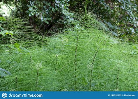 Tall Spiky Green Plant Stock Image Image Of Beauty 249752265