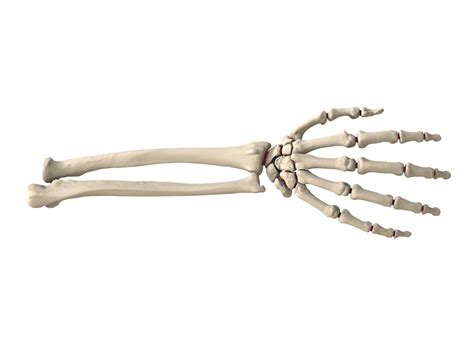 Hand and wrist right single bone - SYNBONE