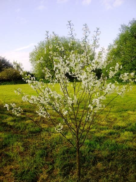 Stella Cherry Trees For Sale Choose Your Stella Cherry Plant