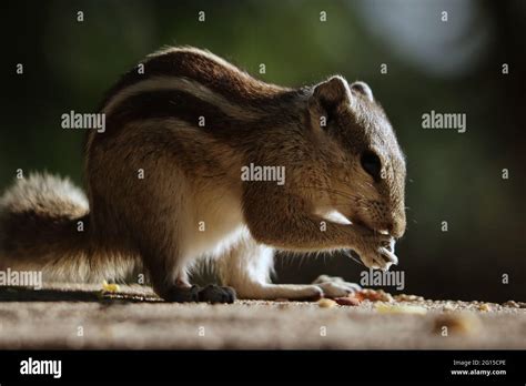 Portrait Of An Adorable Gray Chipmunk Eating While Standing On Hind
