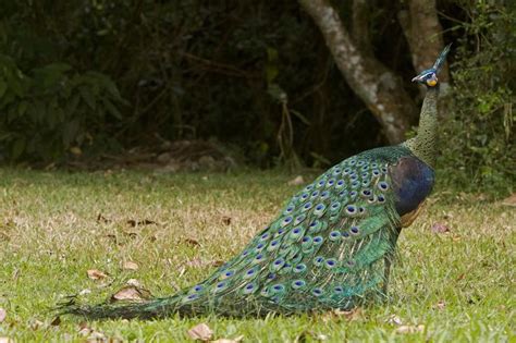 Myanmars Most Important Bird The Green Peafowl Pavo Muticus Or