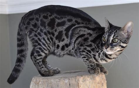 Is my cat a bengal? Charcoal bengal Cat Color | Black bengal cat, Grey bengal ...