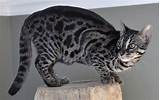 Is my cat a bengal? Charcoal bengal Cat Color | Black bengal cat, Grey bengal ...