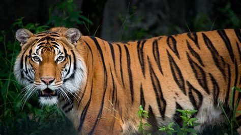 Malayan Tiger The Houston Zoo