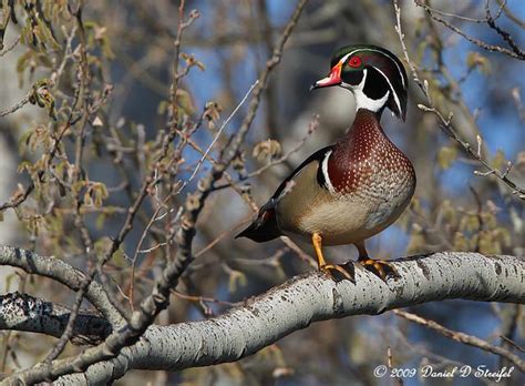 A Wood Duck Perches On A Tree Branch In The Wintertime Looking For Food