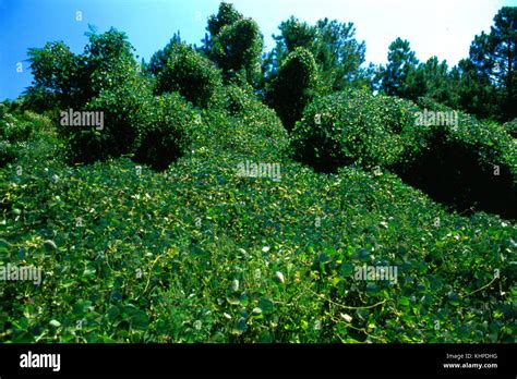 Kudzu An Invasive Plant Species Stock Photo Alamy
