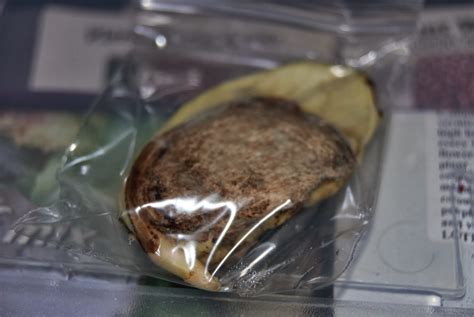 Polyembryonic plants, such as the mango tree, have seeds with several smaller seeds inside, while other plants will have just one seed. Grow my own Eden: Mango root!?