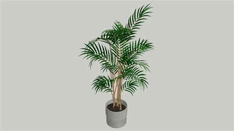 Palm Tree Plant Indoor 3d Warehouse