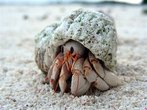 Hermit Crab Crabs Sealife
