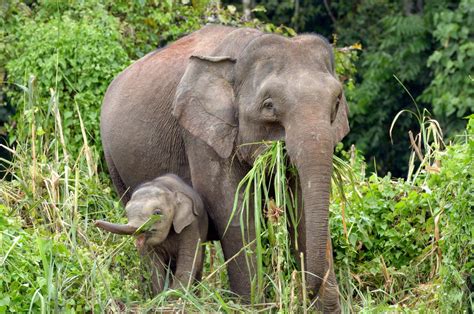 List of 65 Asian Animals Found in Asia - Facts.net