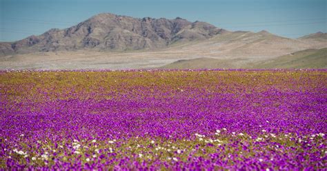 The Worlds Driest Desert Blooms With Hundreds Of Flowers After Rare