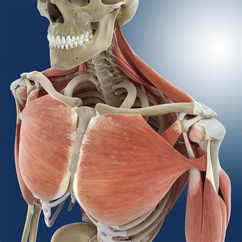 Sep 17, 2020 · the pectoral region is located on the anterior chest wall. Shoulder And Chest Anatomy Photograph by Springer Medizin